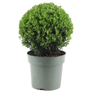 Japanische Stechpalme "Jenny" Höhe ca. 35 cm Topf-Ø ca. 17 cm Ilex crenata