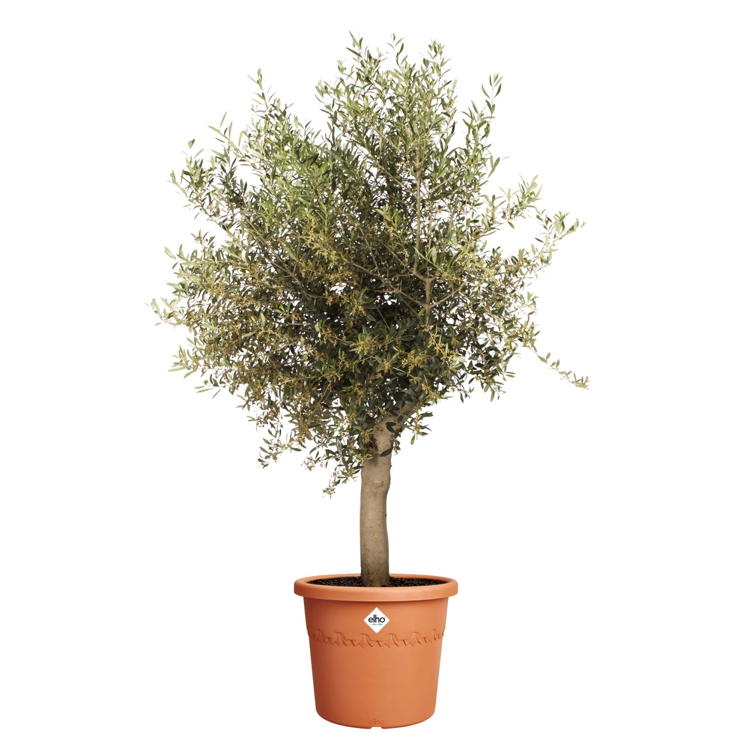 Elho Blumentopf Algarve Cilindro, Ø 48cm, Terrakotta. Pflanztopf mit Olivenbaum.
