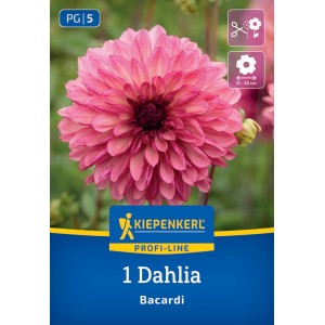 Kiepenkerl Blumenzwiebeln Dekorative Dahlie Bacardi