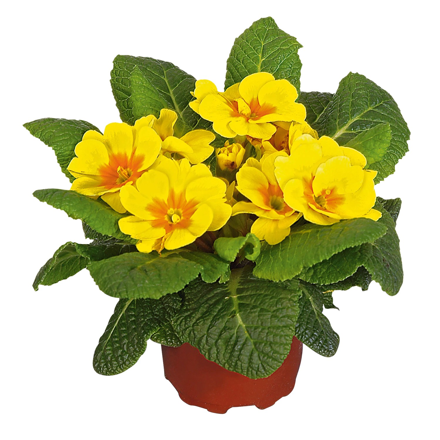 Kissen-Primel verschiedene Farben Topf- ca. 11 cm Primula kaufen bei OBI