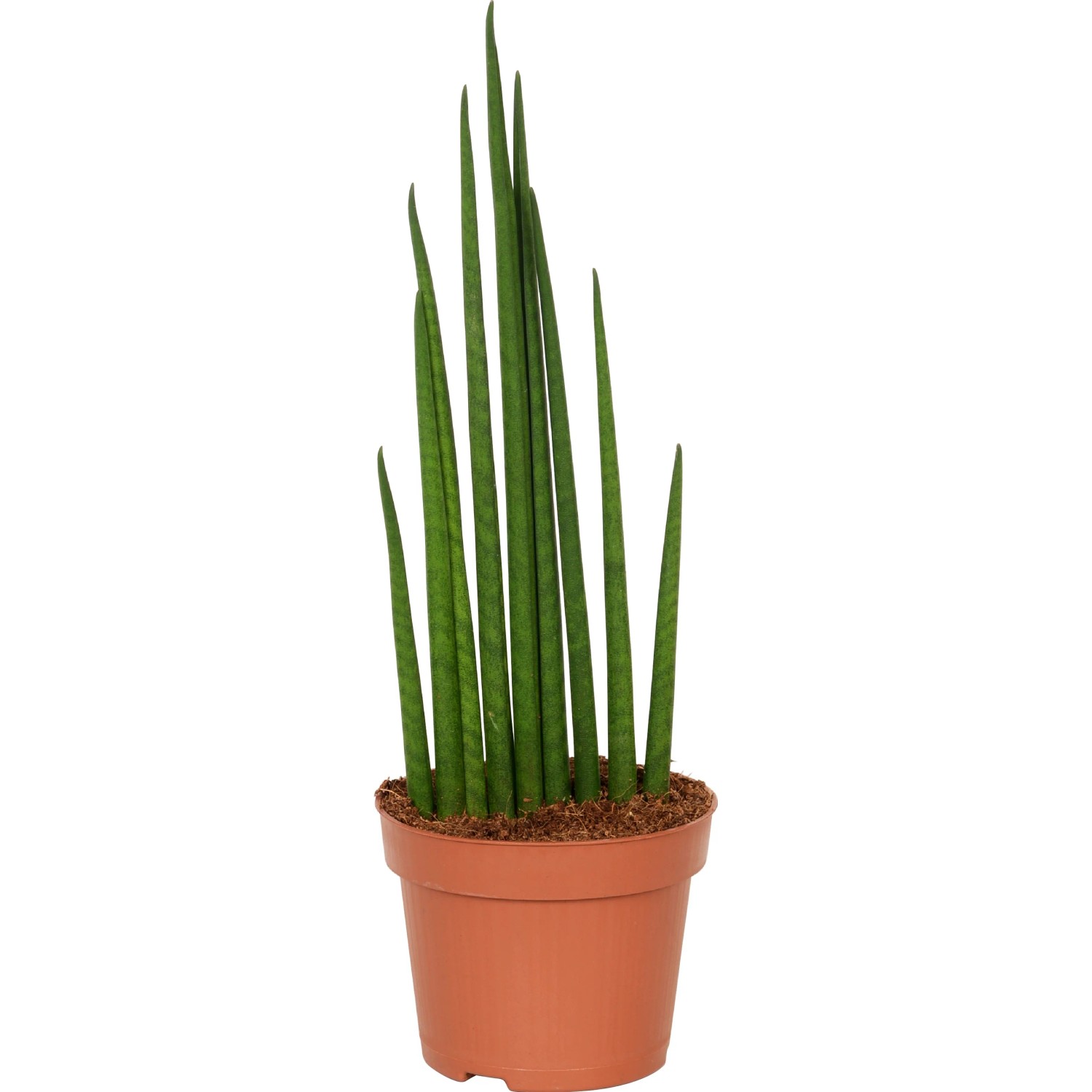GROW by OBI Bogenhanf verschiedene Sorten Topf  ca. 12 cm Sanseveria  Cylindrica kaufen bei OBI