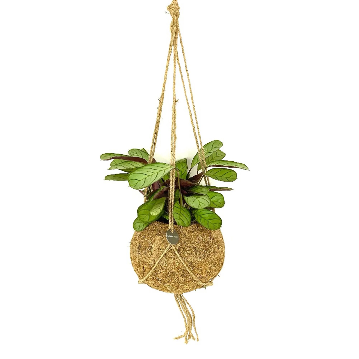 Grüne Jungle Pflanze in Kokodama-Ampel, Topf ca. 14cm. Dekorative Zimmerpflanze mit Kokosfaser-Kugel.