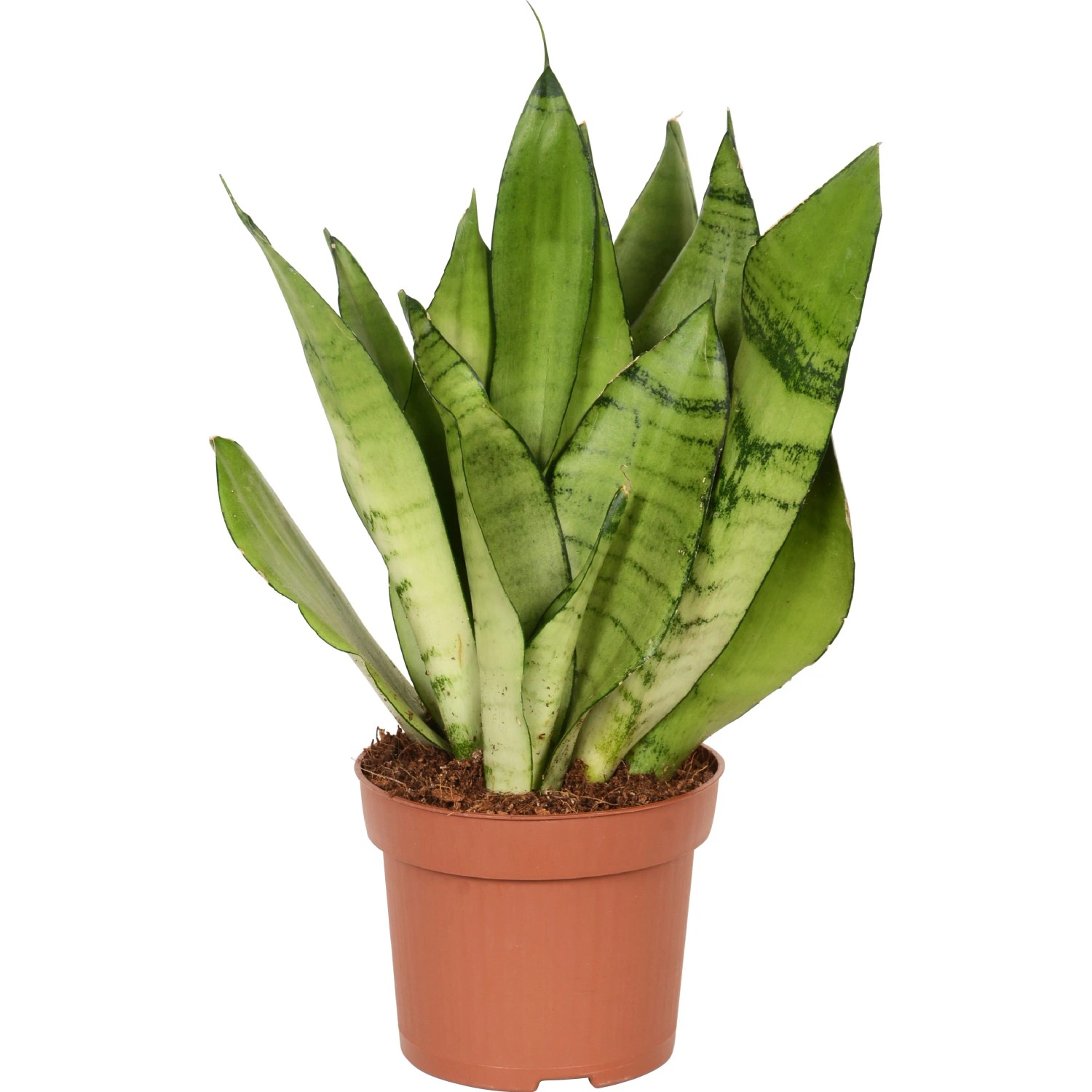 Bogenhanf Topf- ca. 12 cm (Sanseveria trifasciata) kaufen bei OBI