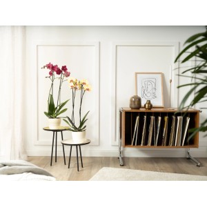 Schmetterlingsorchidee Asian Gold, gelb-violette Blüten, ca. 60-70 cm hoch im Topf.