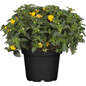 Wandelröschen Triocolor im Topf, gelbe Blüten, grüne Blätter. Blühende Kübelpflanze von GROW by OBI.