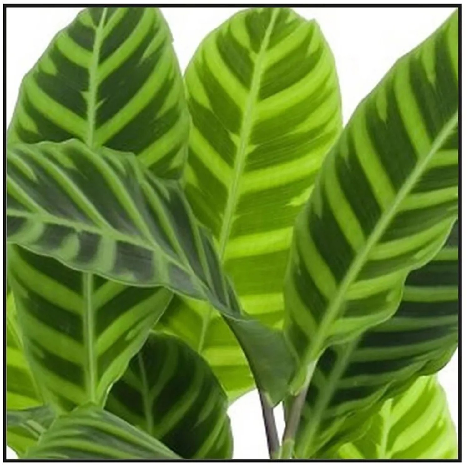 monstera albo for sale Monstera deliciosa albo – Amazon Garden Thailand main image 0