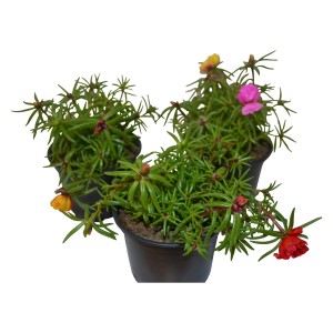 Portulakröschen Farbmix im Topf, Hängepflanze mit bunten, seidigen Blüten.