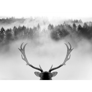 Leinwandbild Anonymus King of the forest, 77x57cm, zeigt Hirschgeweih vor nebligem Wald.