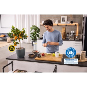 Grauer Lechuza Classico Color Eco 18 Blumentopf mit Mandarinenbaum in moderner Küche.