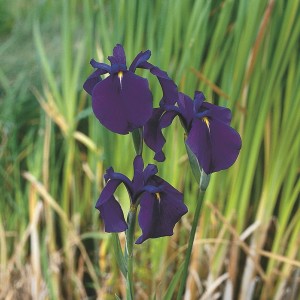 OBI Japanische Sumpf-Schwertlilie Dunkelviolett Topf-Ø ca. 18 cm Iris ensata