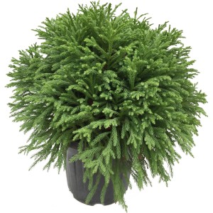 OBI Sicheltanne "Globosa Nana" Höhe ca. 40 cm Topf ca.20 l Cryptomeria japonica
