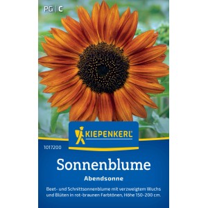 Kiepenkerl Saatgut Sonnenblume Abendsonne