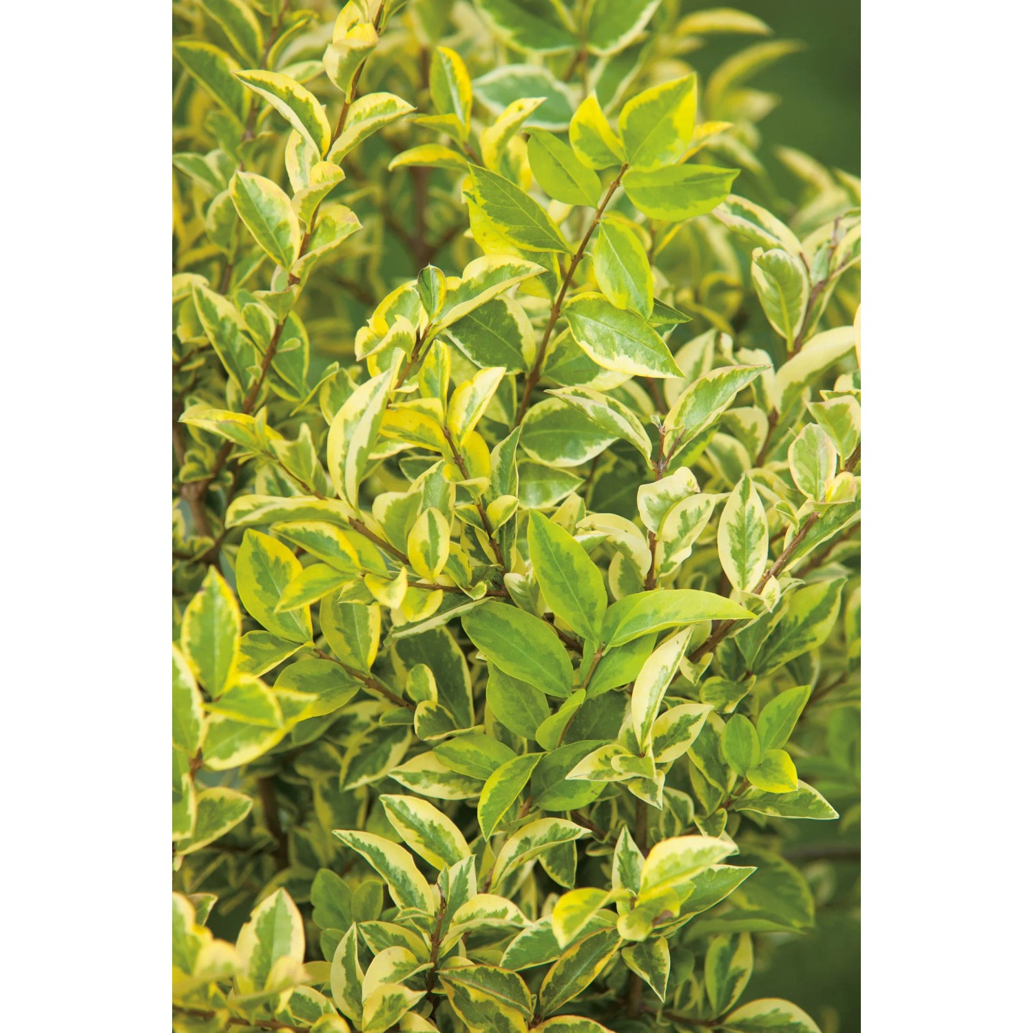 Goldliguster "Aureum" Hhe ca. 60 - 80 cm Topf ca. 7,5 l Ligustrum kaufen  bei OBI