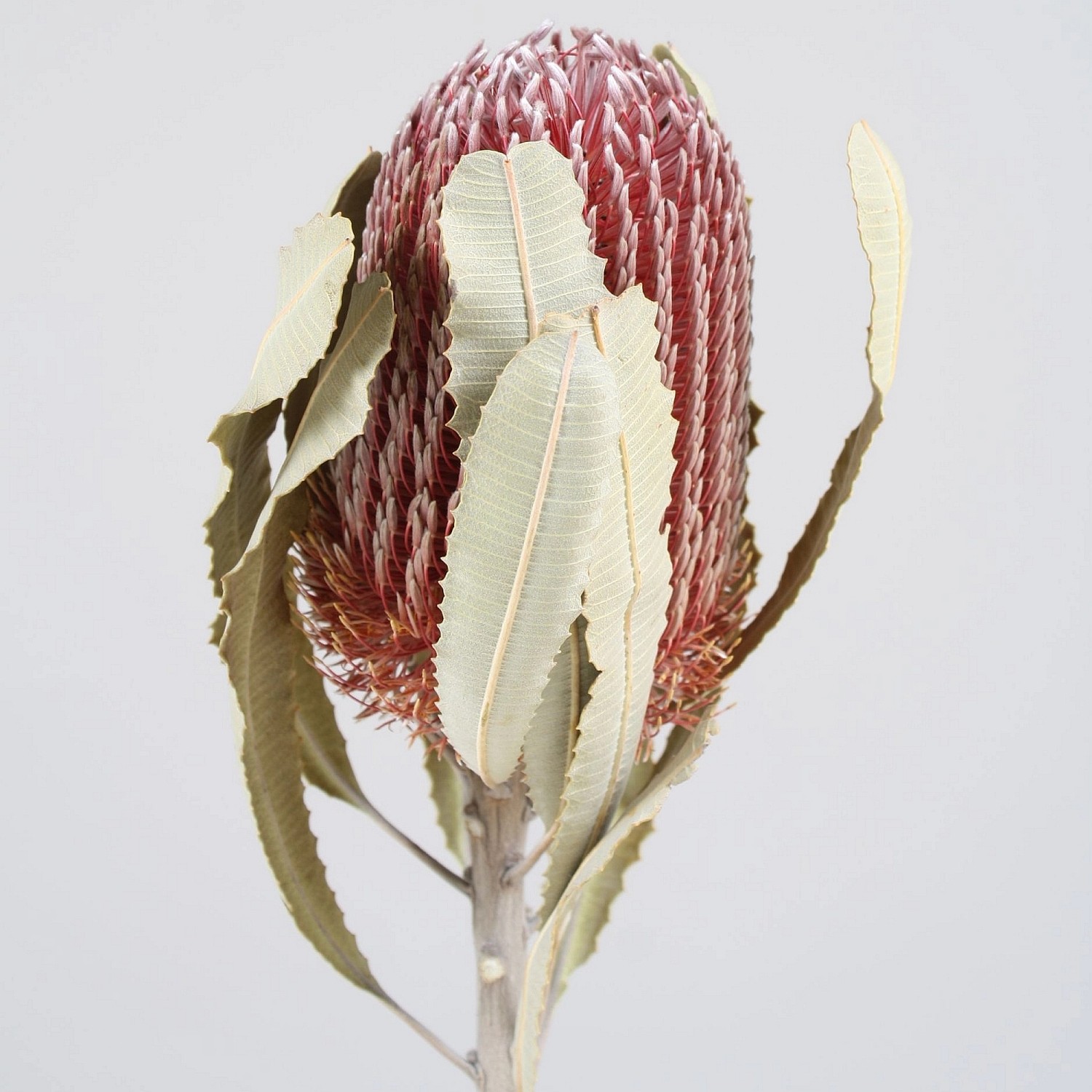 DekoPflanze Banksia Menziesii Fuchsia kaufen bei OBI