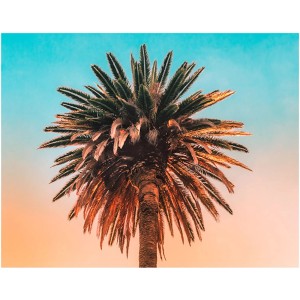 Komar Wandbild Palm Tree 50 x 40 cm