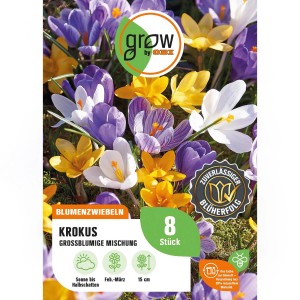 Farbenfrohe Krokus-Mischung, 8 Stück. Blumenzwiebeln in Gelb, Lila und Weiß für den Frühlingsgarten.