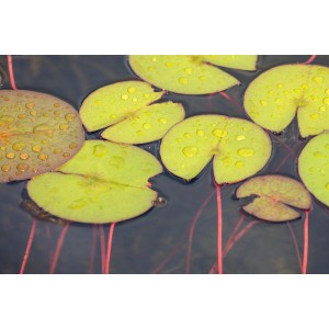 Nahaufnahme von Seerosenblättern mit Wassertropfen im Teich. Kategorie: Seerose.
