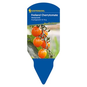 Kiepenkerl Tomate Honeycomb im Topf, gold-orange Kirschtomaten an der Rispe.