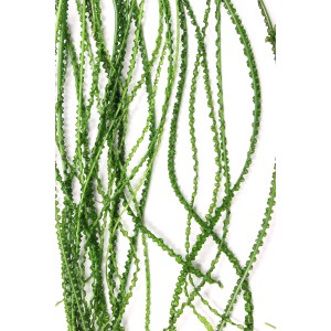 Dennerle Crinum Calamistratum Aquariumpflanze mit langen, gekräuselten grünen Blättern.