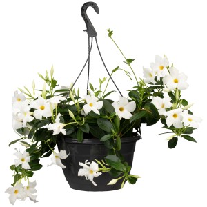 Dipladenie Ampel mit weißen Blüten im schwarzen Topf, Höhe 20-30 cm, Topf-Ø 17 cm.