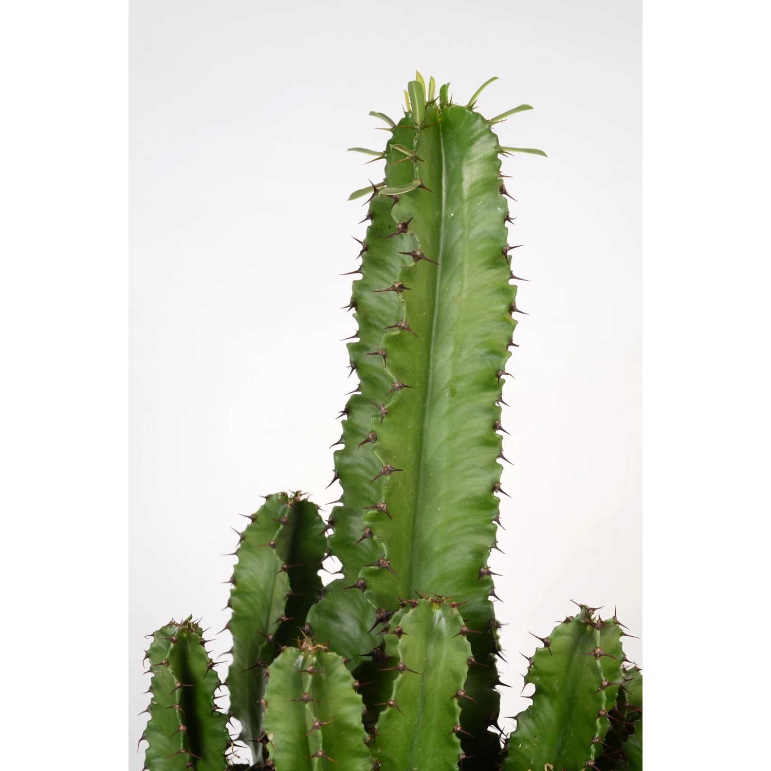 Westernkaktus Topf- ca. 19 cm Euphorbia erytrea kaufen bei OBI