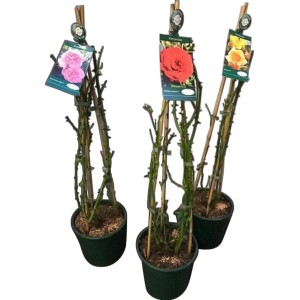 Kletterrosen Courtyard im 4 l Topf, verschiedene Farben. Ideal für Spaliere.