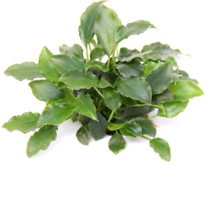 Grüne Dennerle Plants Aquarienpflanze Schismatoglottis prietoi, 6-12 cm, für Süßwasser Aquarien.
