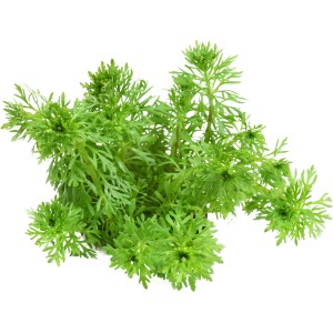 Dennerle Plants Limnophila Sessiliflora, grüne Aquariumpflanze für den Hintergrund.