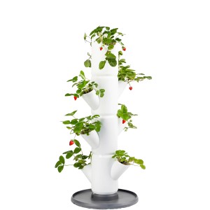 Weißer Gusta Garden Erdbeerturm Sissi Strawberry mit Erdbeerpflanzen im Vertikal Garten.