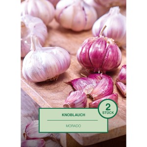 2 Stück Knoblauch Allium sativum Morado auf Holzbrett.