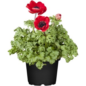 Rote Kronen-Anemone (Anemone coronaria) im Topf, eine farbenfrohe Frühjahrsbepflanzung.
