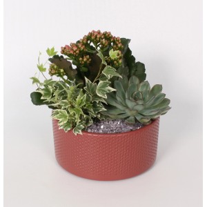 Pflanzen-Arrangement mit Flammendem Käthchen, Efeu und Echeverie in rotbraunem Keramiktopf (Ø 18cm).