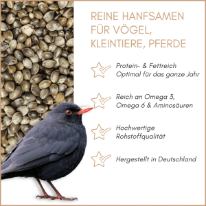 Eine Amsel steht vor einem Haufen Supravit Hanfsamen, proteinreiches Wildvogelfutter mit Omega 3 für das ganze Jahr.