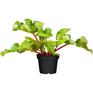 Rhabarberpflanze im Topf, grüne Blätter und rote Stiele.