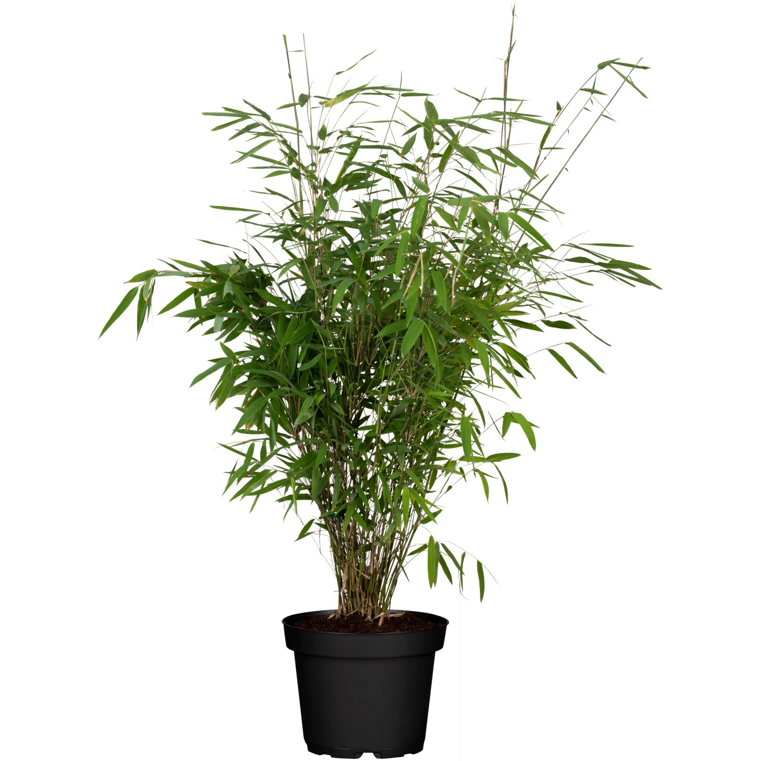 OBI Gartenbambus "Light Green" Hhe ca. 40 - 60 cm Topf ca. 5 l Fargesia  kaufen bei OBI