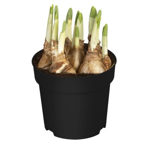 Narzisse Jetfire im Topf, gelb-orange, für die Frühjahrsbepflanzung. Blüht von Februar bis April.