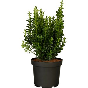 Spindelstrauch Green Wonder im Topf, Euonymus japonica, ideal als Bodendecker.