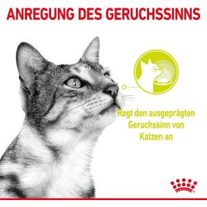 Katze riecht Royal Canin Sensory Smell Nassfutter. Katzen-Nassfutter für wählerische Katzen.