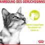 Katze riecht Royal Canin Sensory Smell Nassfutter. Katzen-Nassfutter für wählerische Katzen.