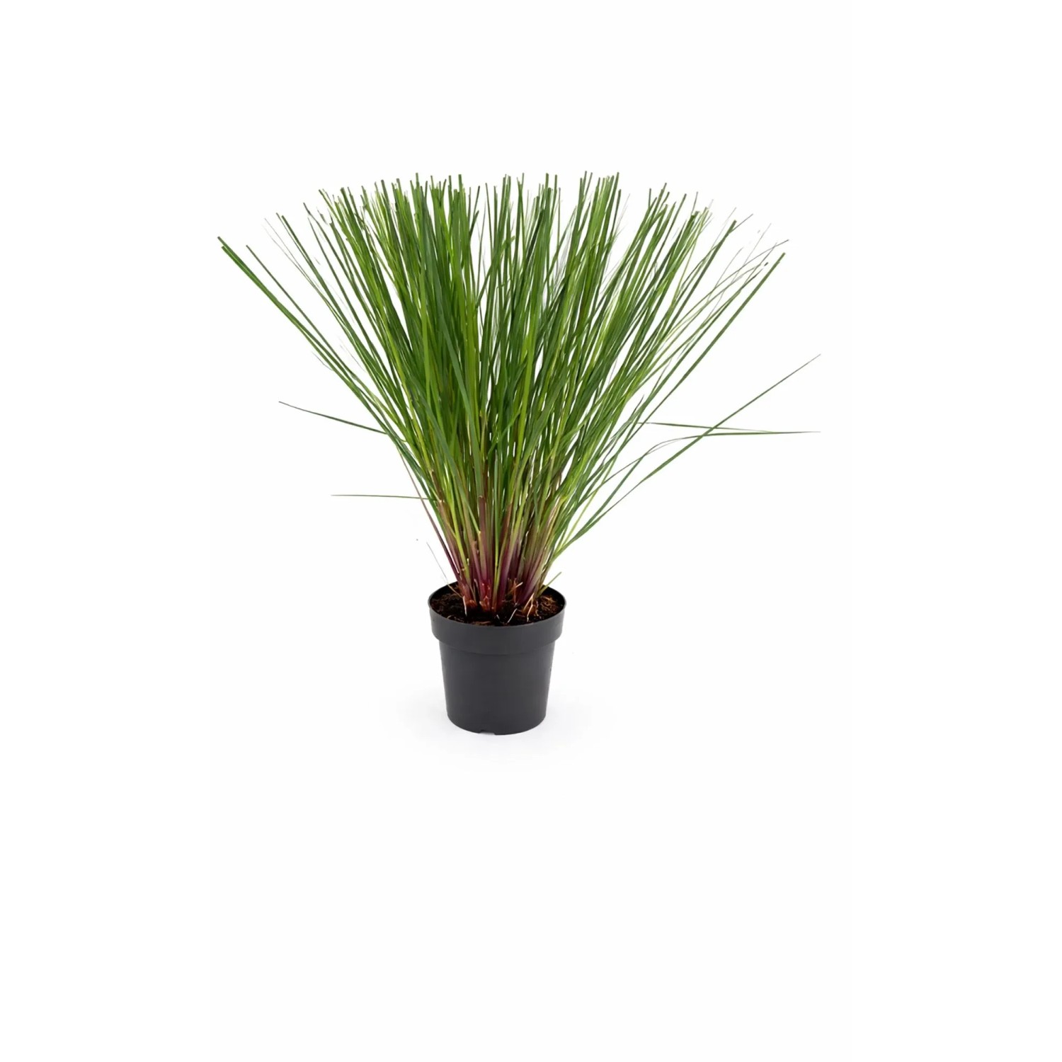 GROW BY OBI Pampasgras T23 Cortaderia selloana Senior kaufen bei OBI