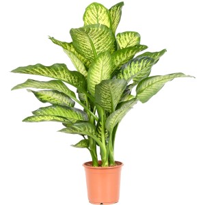 Dieffenbachie 'Maroba' im Topf: Grünpflanze mit dekorativen, grün-weiß panaschierten Blättern.