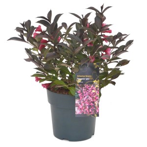 GROW by OBI Weigelie Alexandra im Topf, rotbraune Blätter und rosa Blüten.