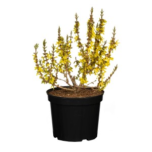 Gelbe Forsythie Mikador als Stamm im Topf, ca. 50-60 cm hoch.