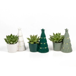 Echeverie in Weihnachtsbaum-Keramik Auswahl Topf-Ø ca. 6 cm