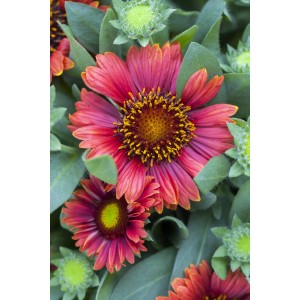 Blühende GROW by OBI Kokardenblume 'Spintop' im Topf, rote Blüten mit gelber Mitte.