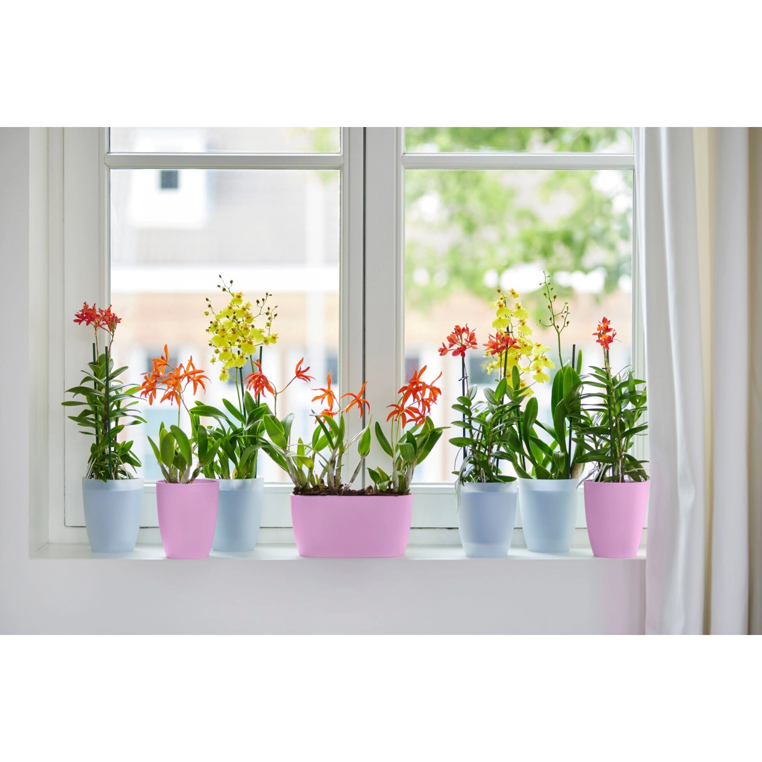 Elho Green Basics Balkon Untersetzer 60 Grün mit bunten Orchideen auf Fensterbank.