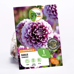 GROW by OBI Dahlie Edinburgh, weiß-rote Blüte, Höhe ca. 90cm.