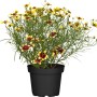 Quirlblättriges Mädchenauge (Coreopsis verticillata) im Topf mit gelb-roten Blüten.