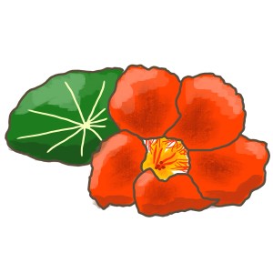 Illustration einer orangefarbenen Kapuzinerkresse mit grünem Blatt. Blu Bio-Kapuzinerkresse.