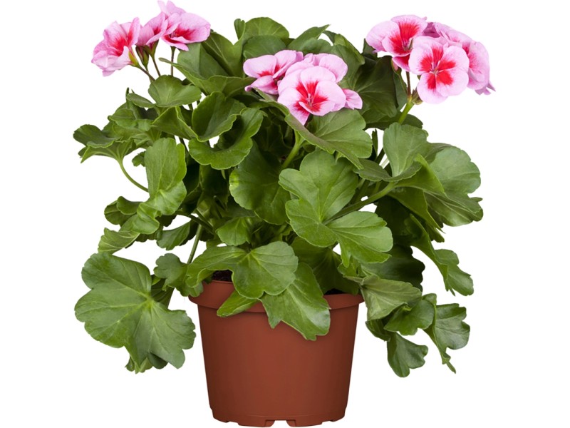 Stehende XLGeranie TopfØ ca. 14 cm Pelargonium zonale kaufen bei OBI